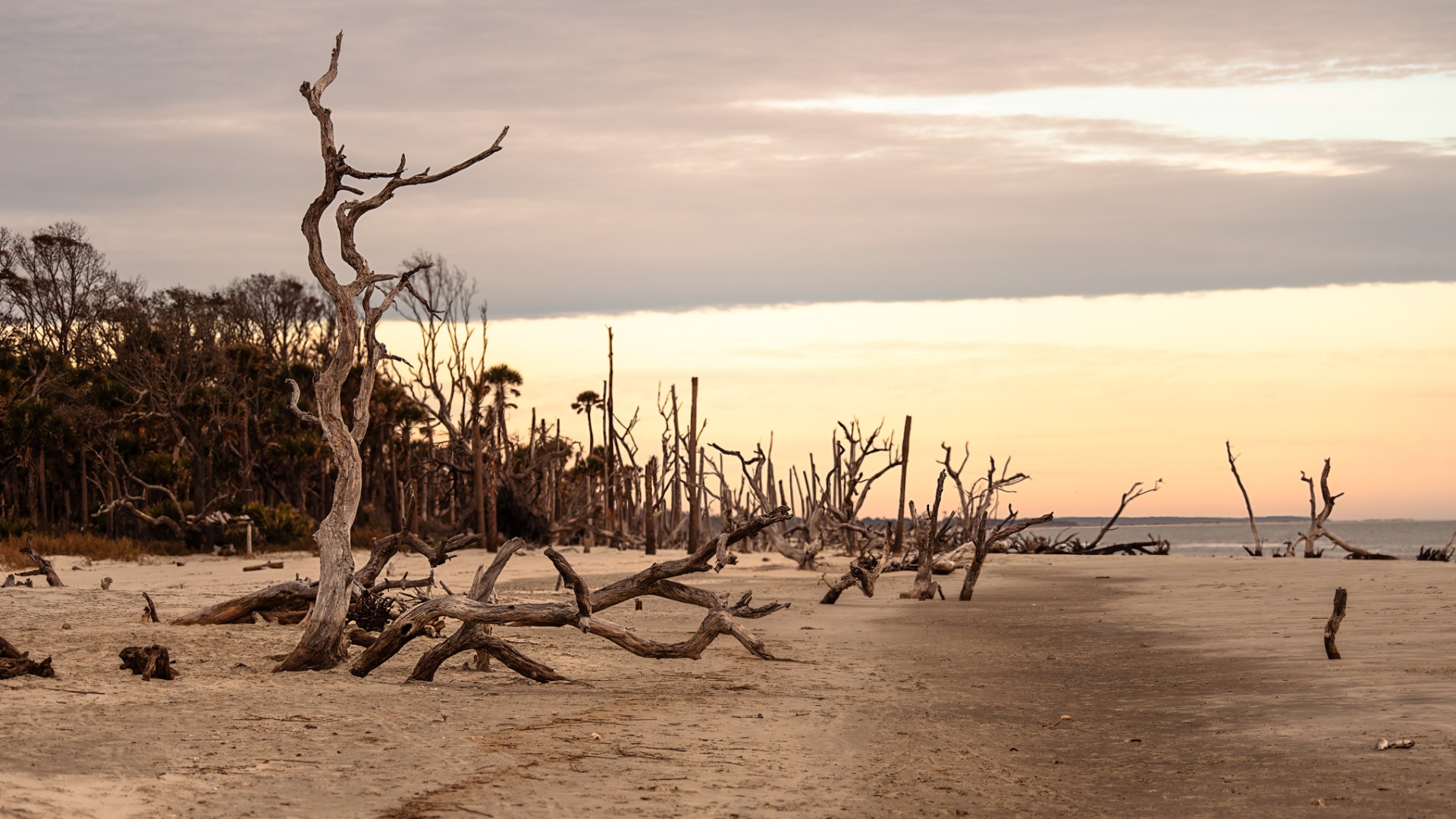 a flock of birds standing on top of a sandy beach