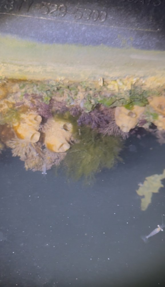 fouling community on a dock. 