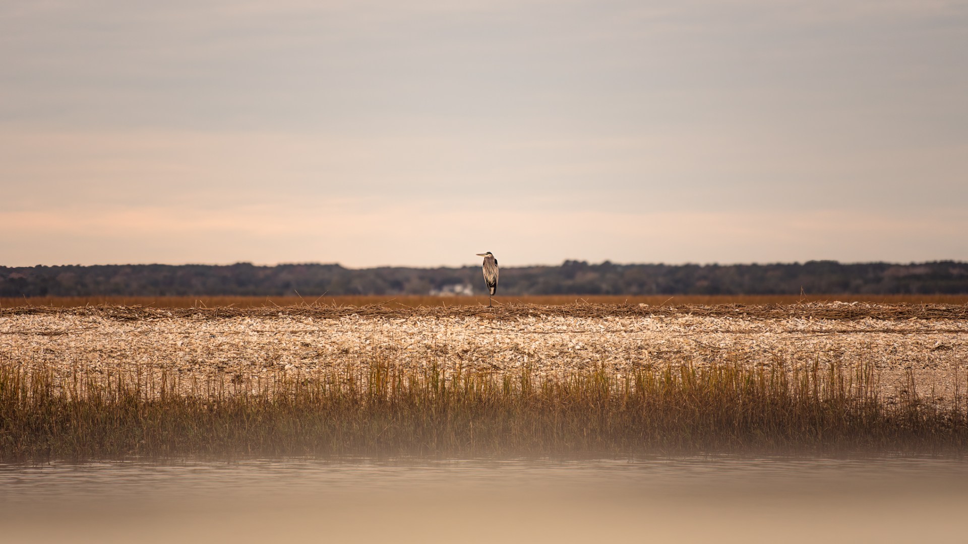 a flock of seagulls standing next to a body of water