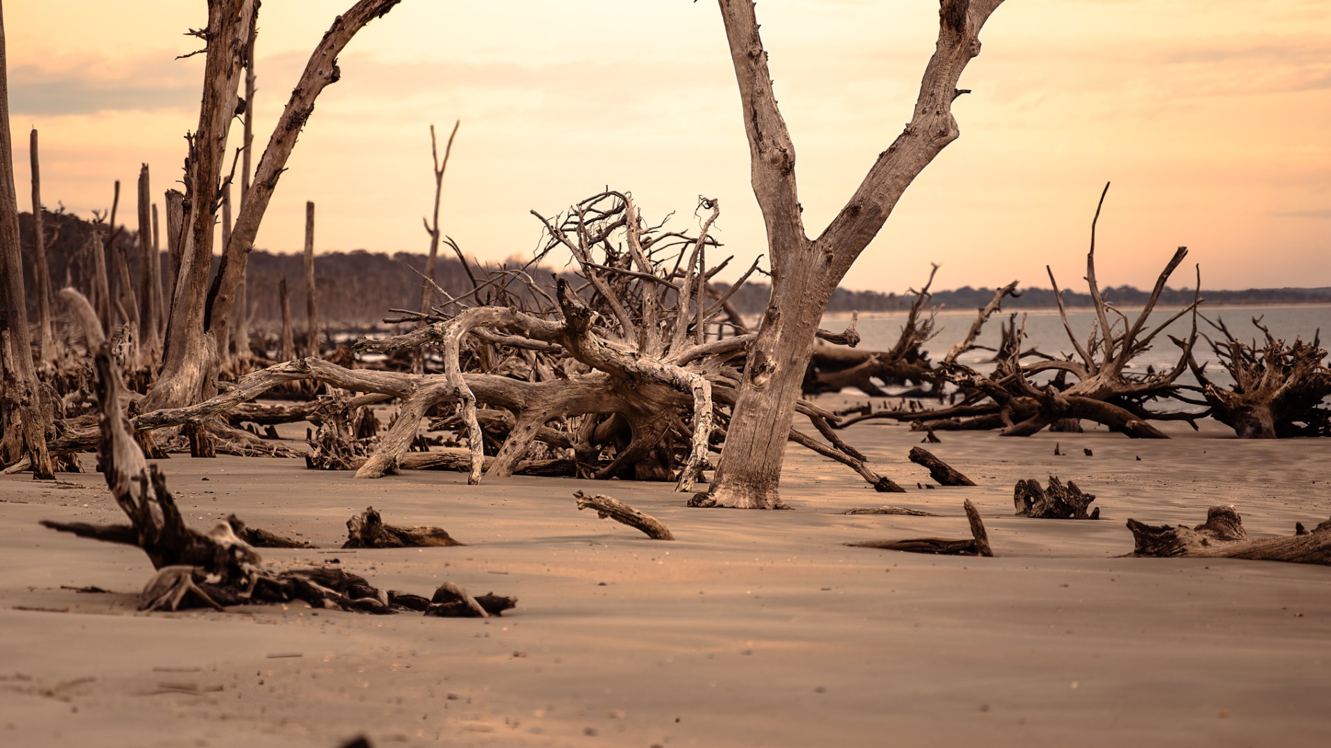 a group of palm trees on a beach