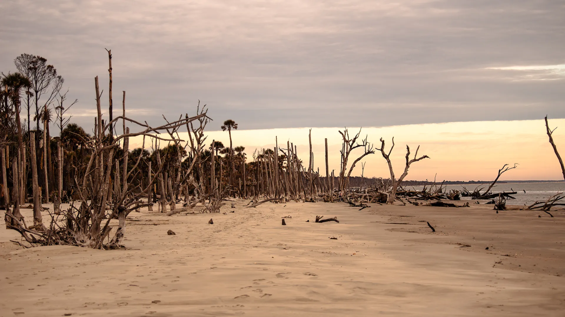 a flock of birds standing on top of a sandy beach
