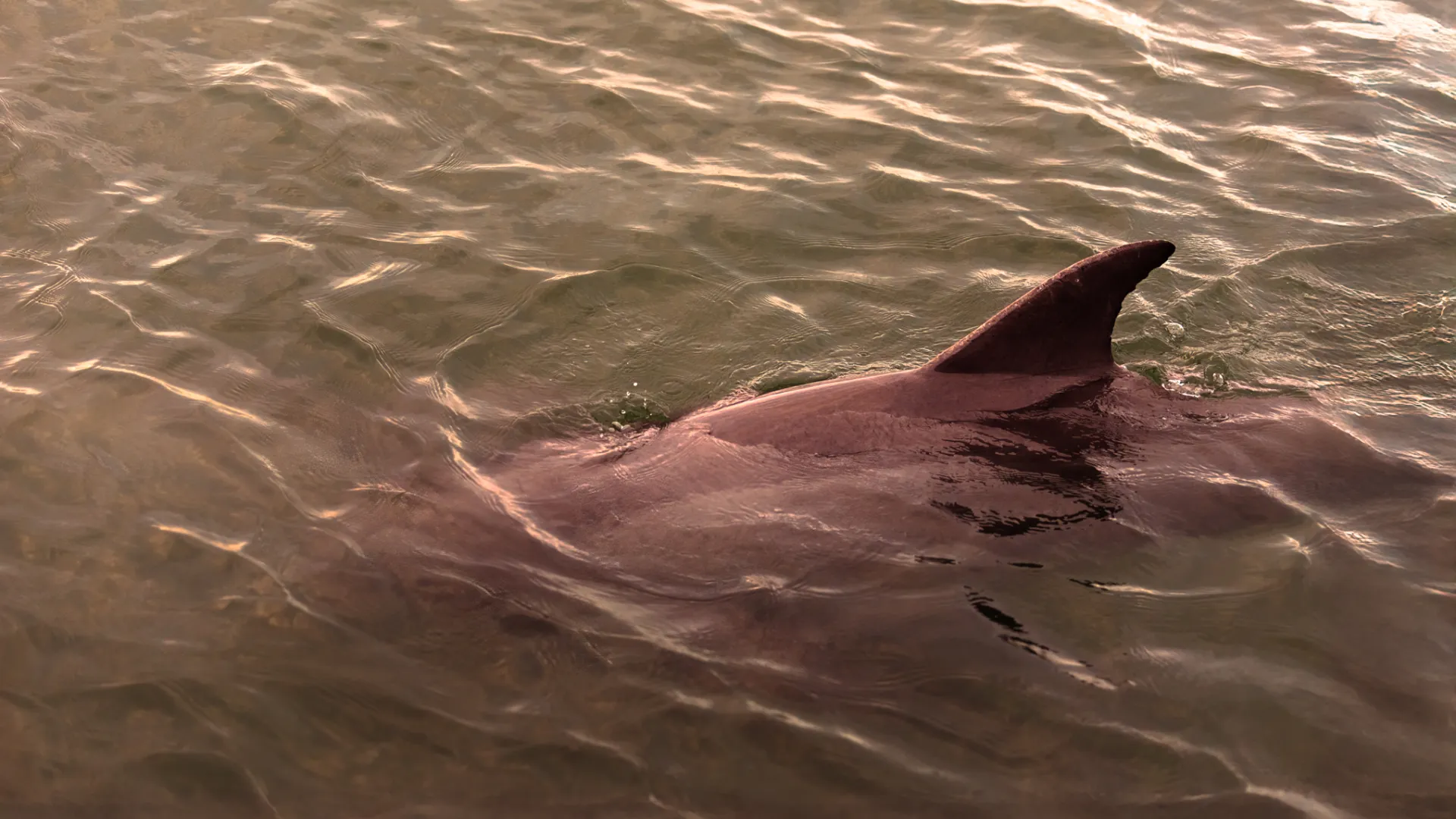 a fish located in a body of water