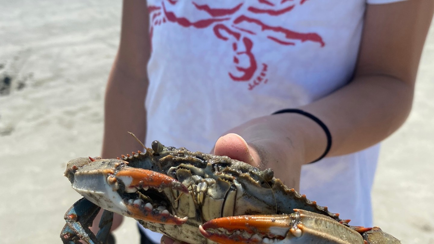 a crab on a beach