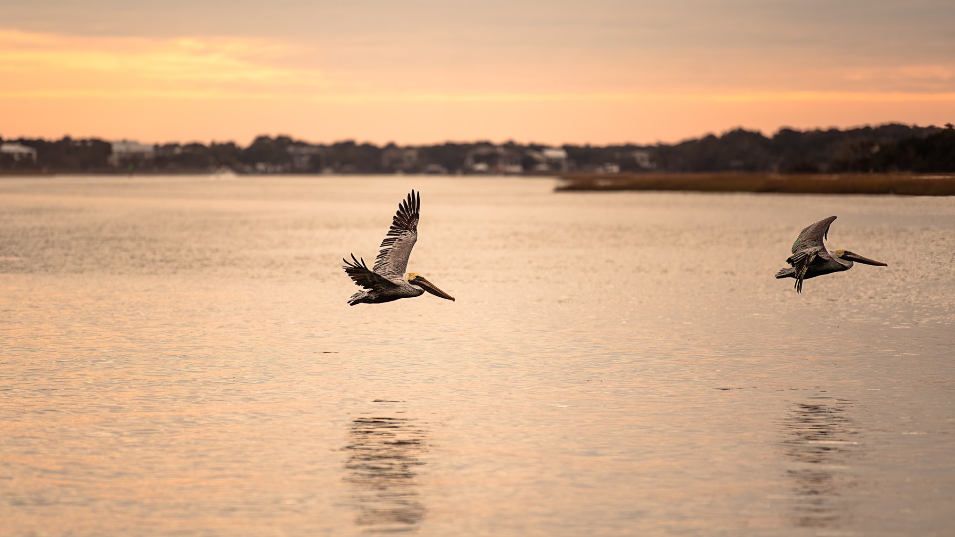 a bird swimming in water next to a body of water