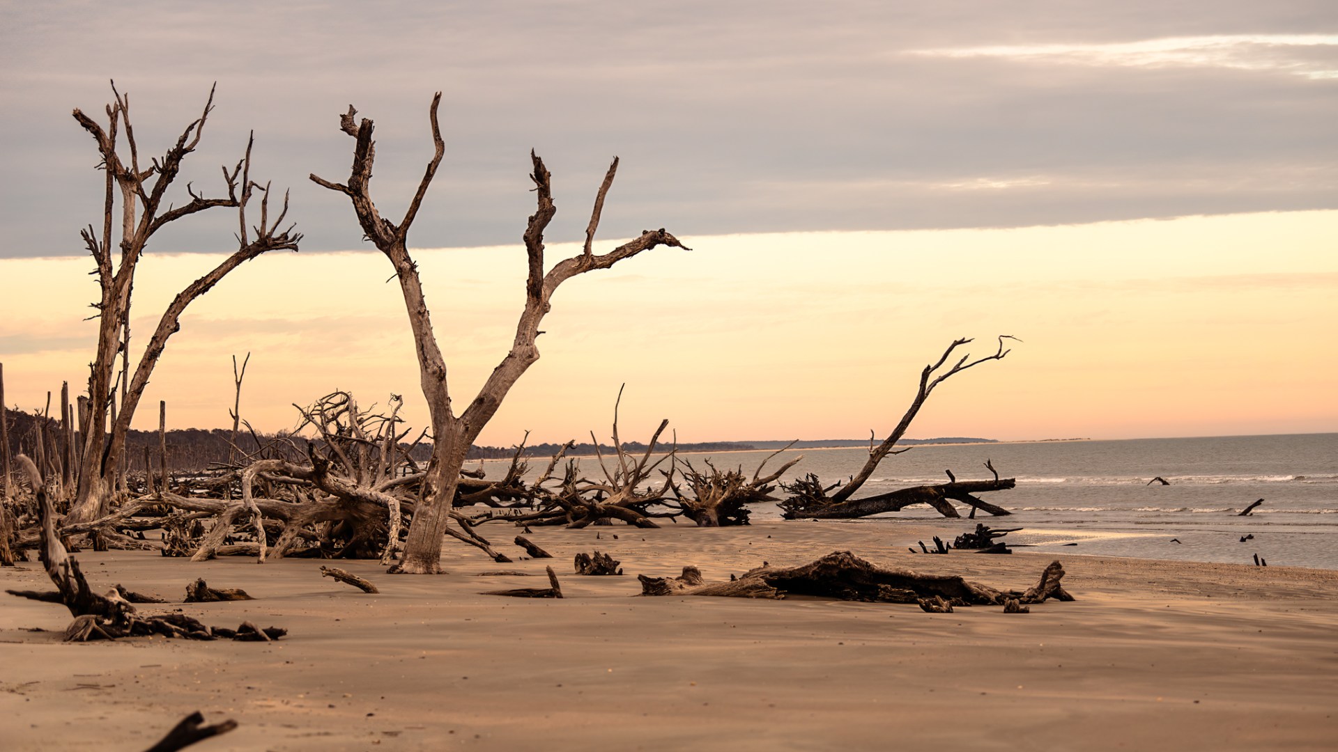 a flock of birds standing on top of a sandy beach