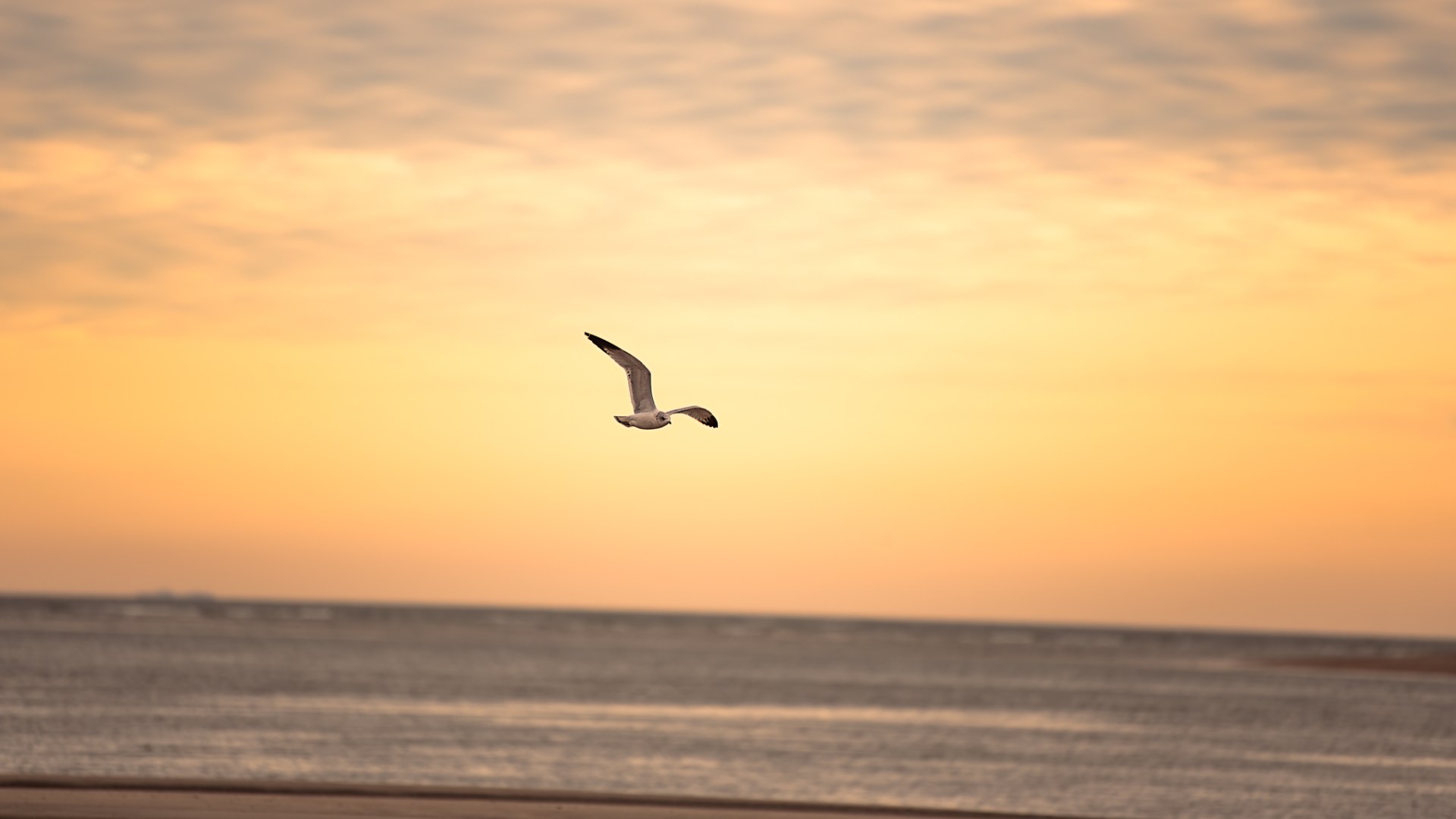 a bird flying over the ocean at sunset