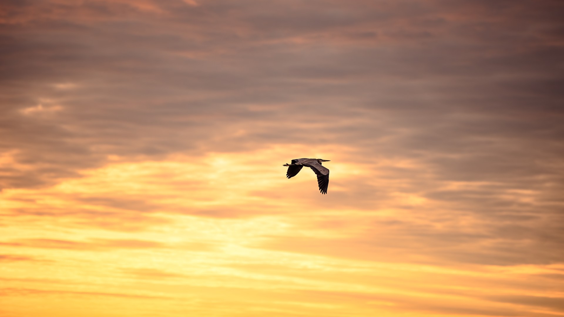 a bird flying in the sky at sunset