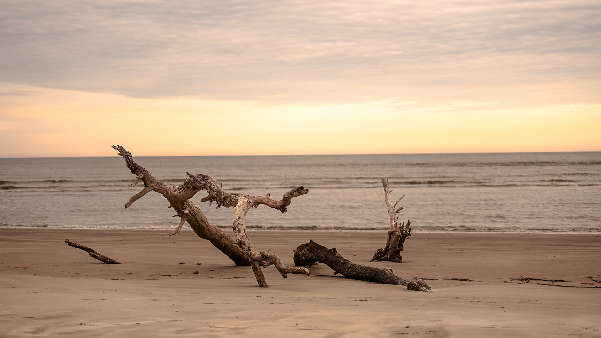 a flock of birds standing on top of a sandy beach