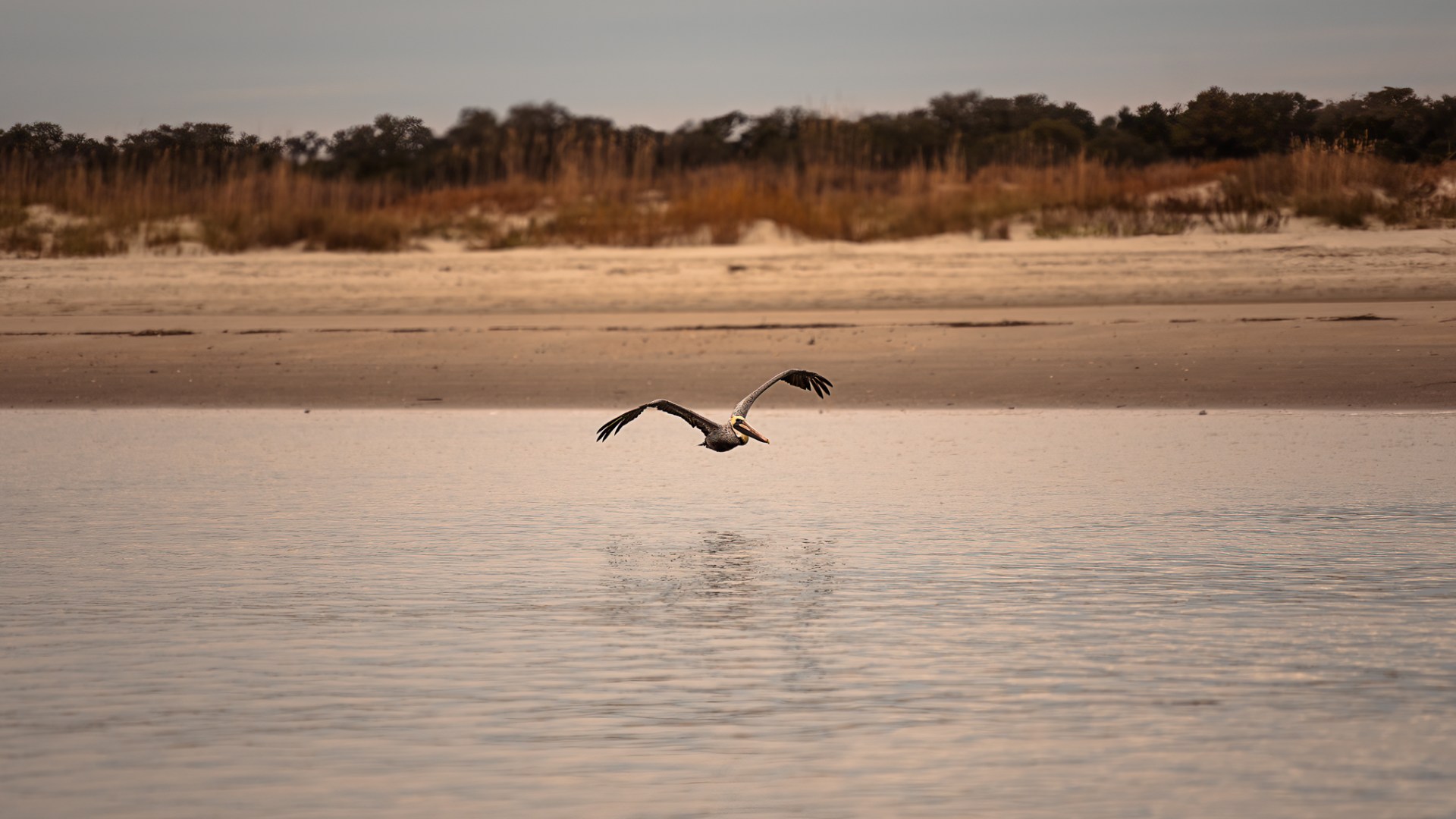a bird flying over a body of water