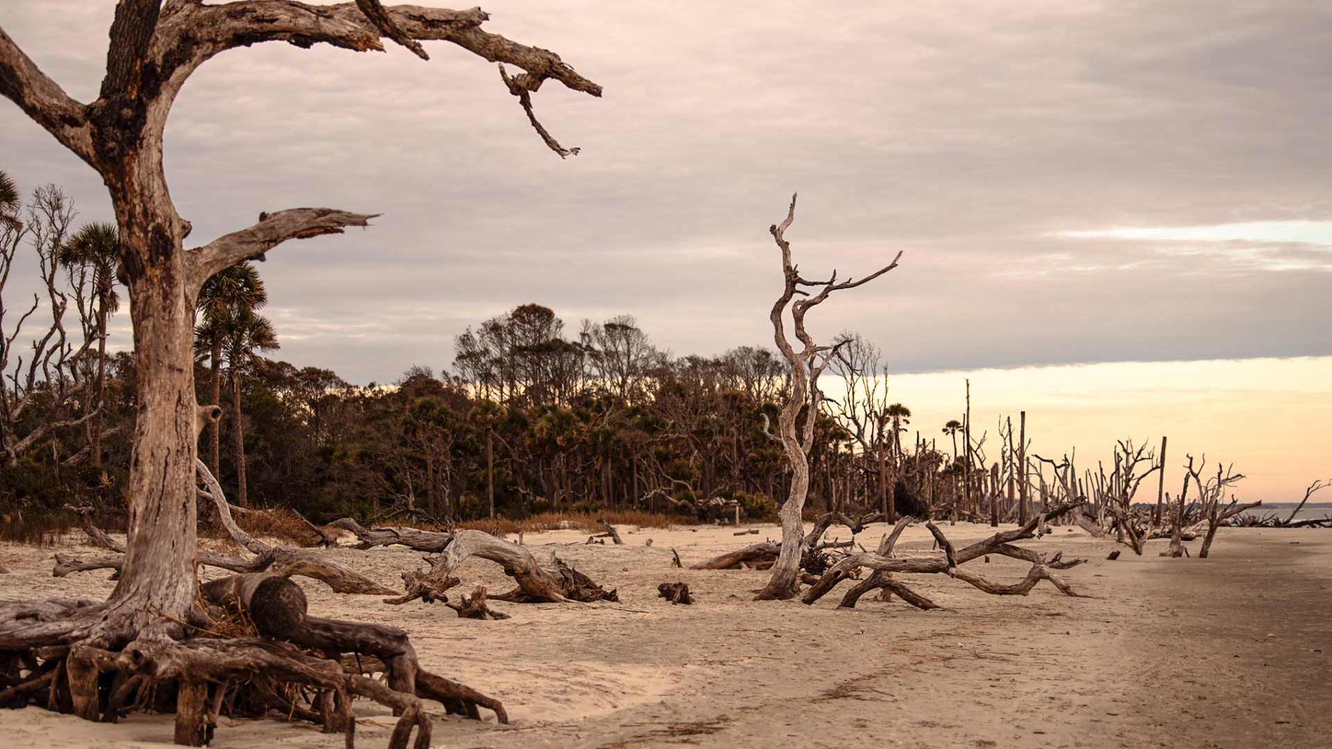 a group of people on a beach next to a tree