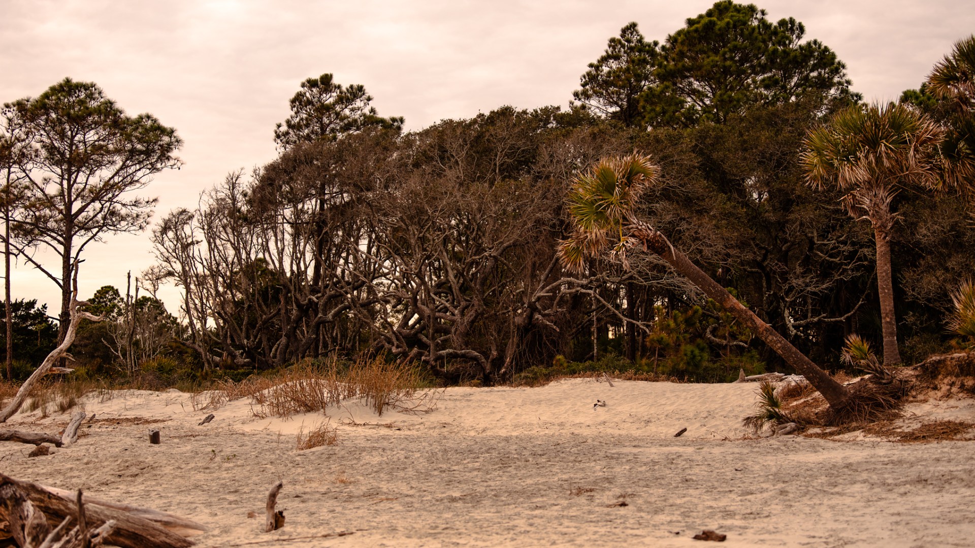 a tree next to a body of water