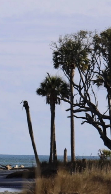 a tree next to a body of water
