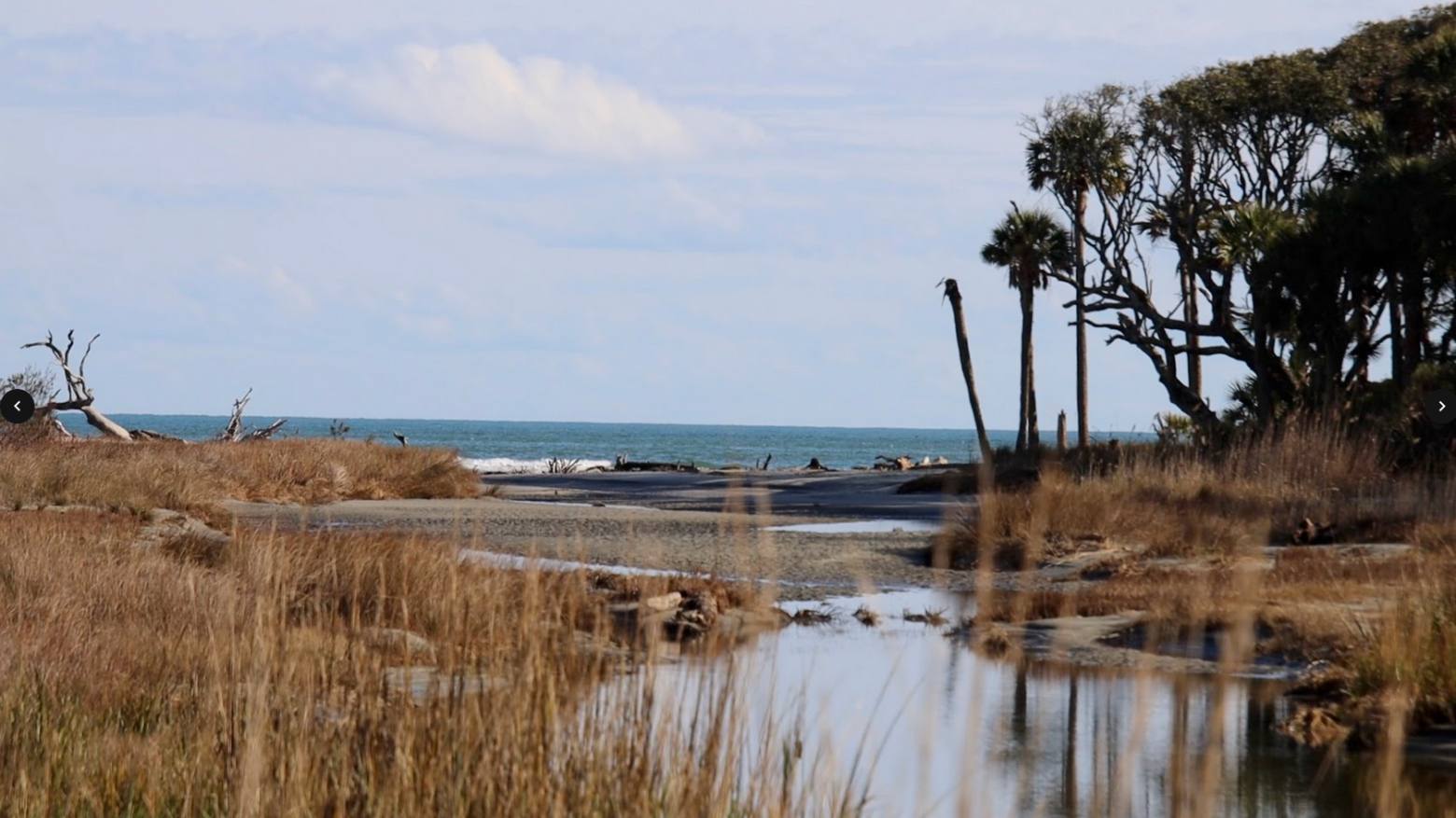 a tree next to a body of water