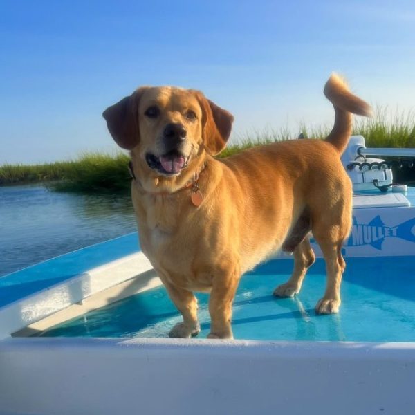 a dog that is standing in the water
