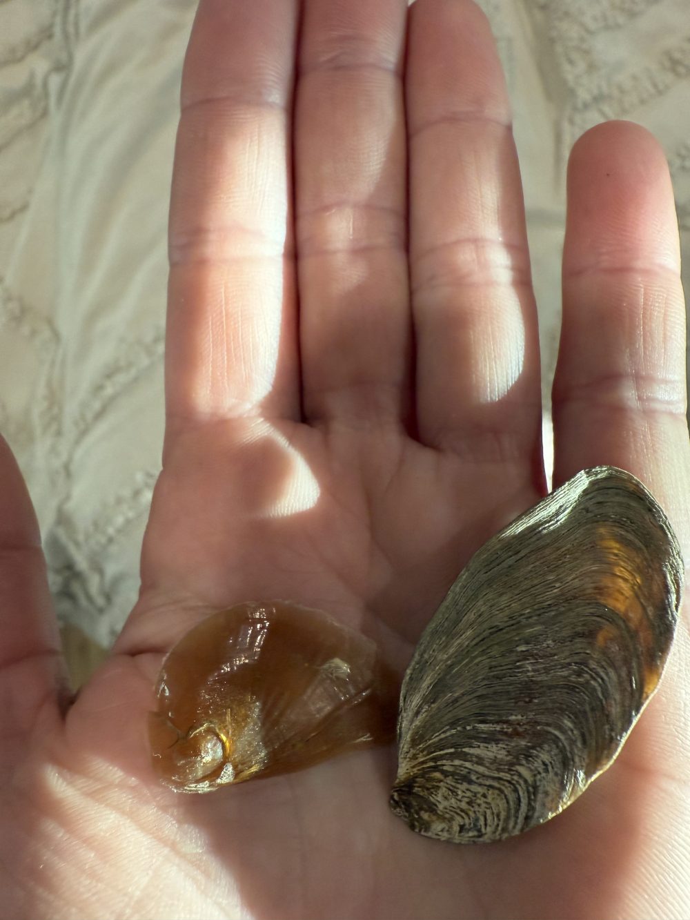 a hand holding snail operculums.