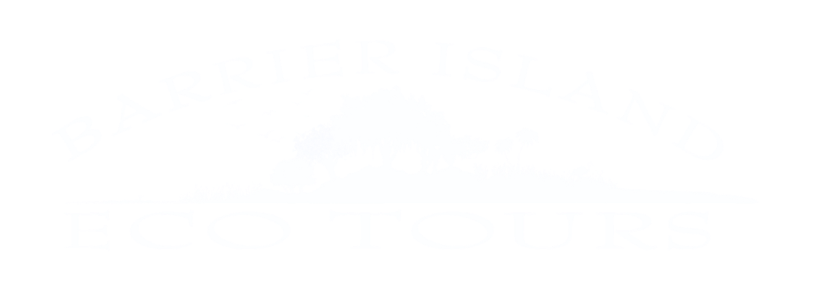 Barrier Island Eco Tours
