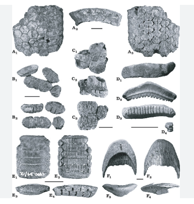 A close up of different mouthplates.