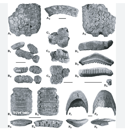 A close up of different mouthplates.