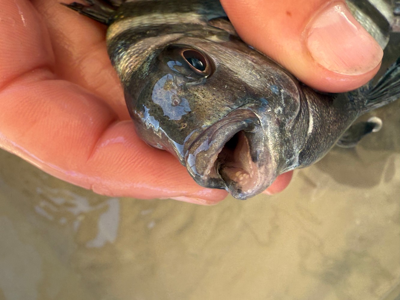 a hand holding a fish