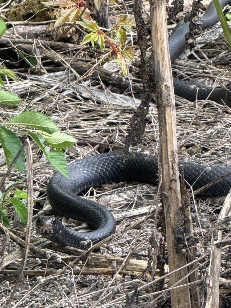 Black racer