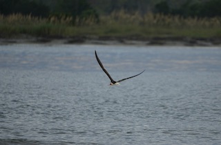 Bird flying over a calm body of water with grassy shoreline in the background.