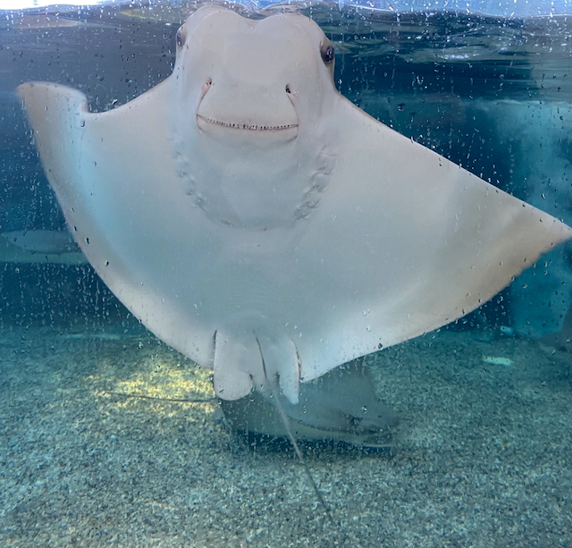 A smiling stingray swimming towards the camera in a clear aquarium tank.