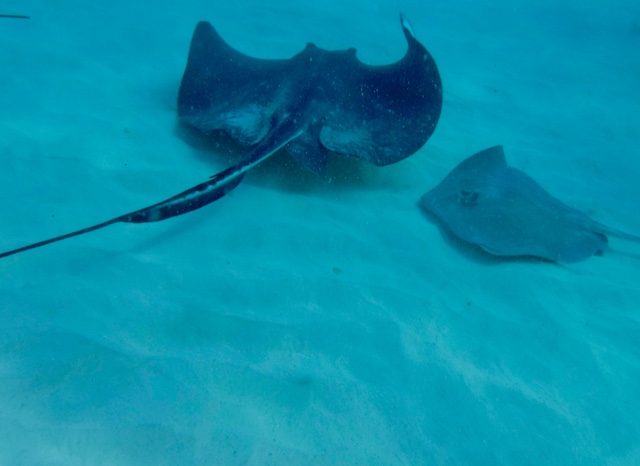 Two stingrays swimming underwater over sandy ocean floor.