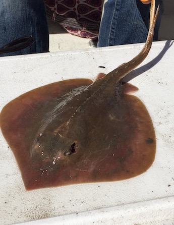 A small brown stingray on a white surface, with its long tail visible.