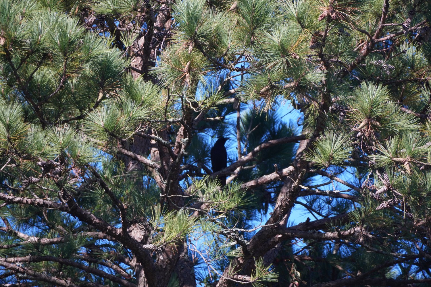 Black bird perched on branches of a tall evergreen tree with dense foliage.