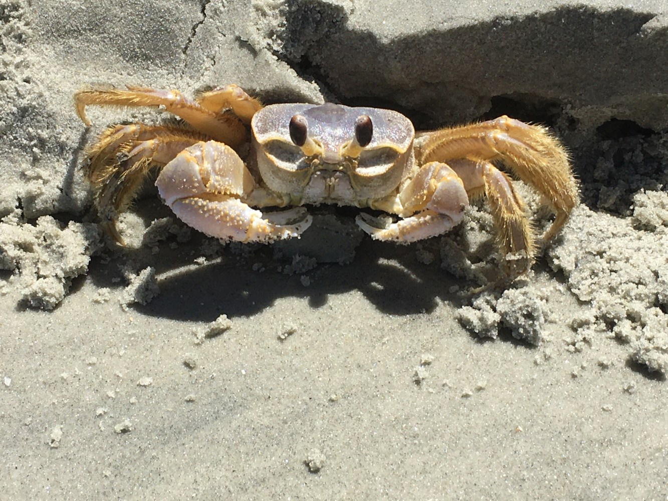 Small crab on sandy beach with claws raised near a sand dune.