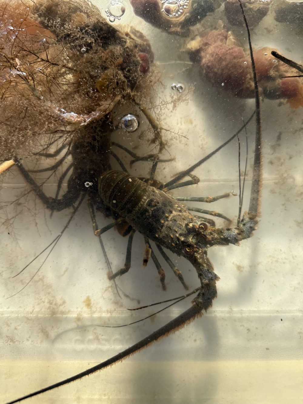 Lobster in water with seaweed and debris, viewed from above.