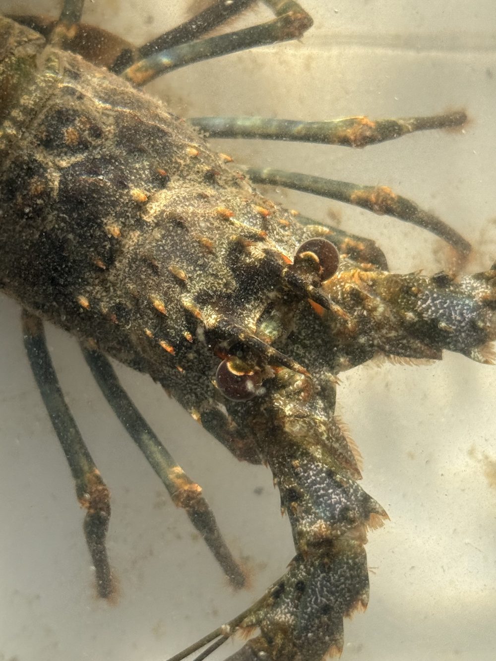 Close-up of a lobster's head and claws underwater with textured shell.
