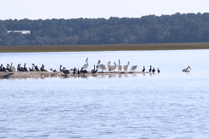 Birds, including pelicans, perched on a sandbar in a lake with trees in the background.