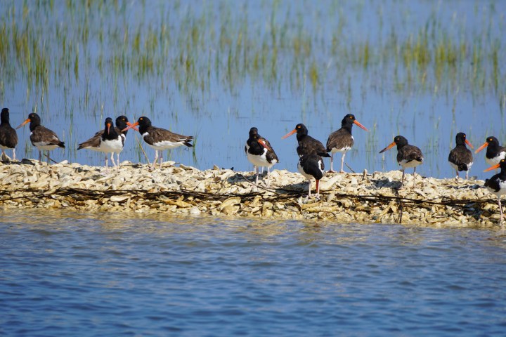 Group of oystercatchers with orange beaks standing on a rocky island in serene blue water.