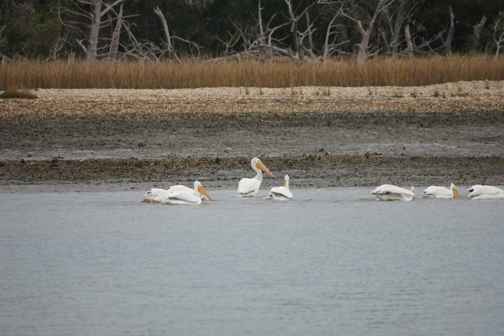 Group of pelicans swimming near a marshy shore with trees in the background.