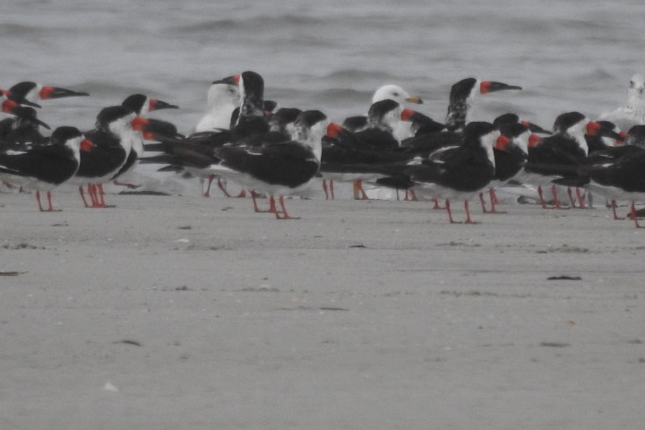 Flock of black and white birds with red beaks standing on a sandy beach.
