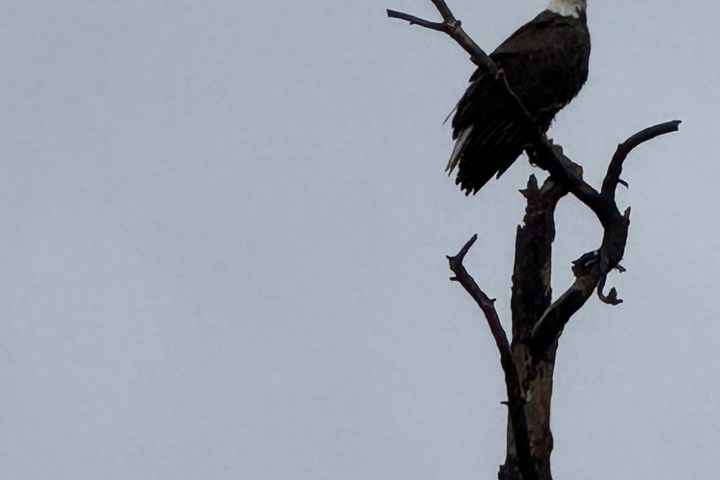A bald eagle perched on a bare tree branch against a gray sky.