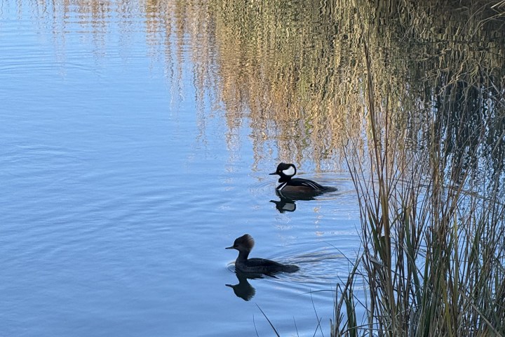 Two ducks swim in a calm river with tall grass on the banks.