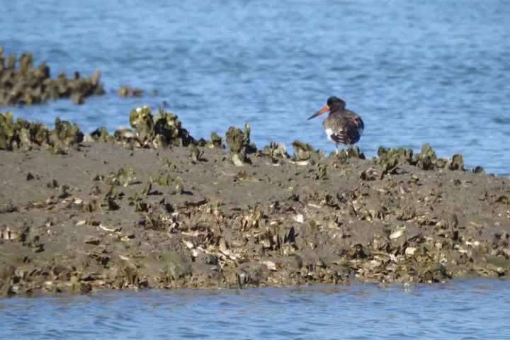 Bird with orange beak on rocky shore by blue water.