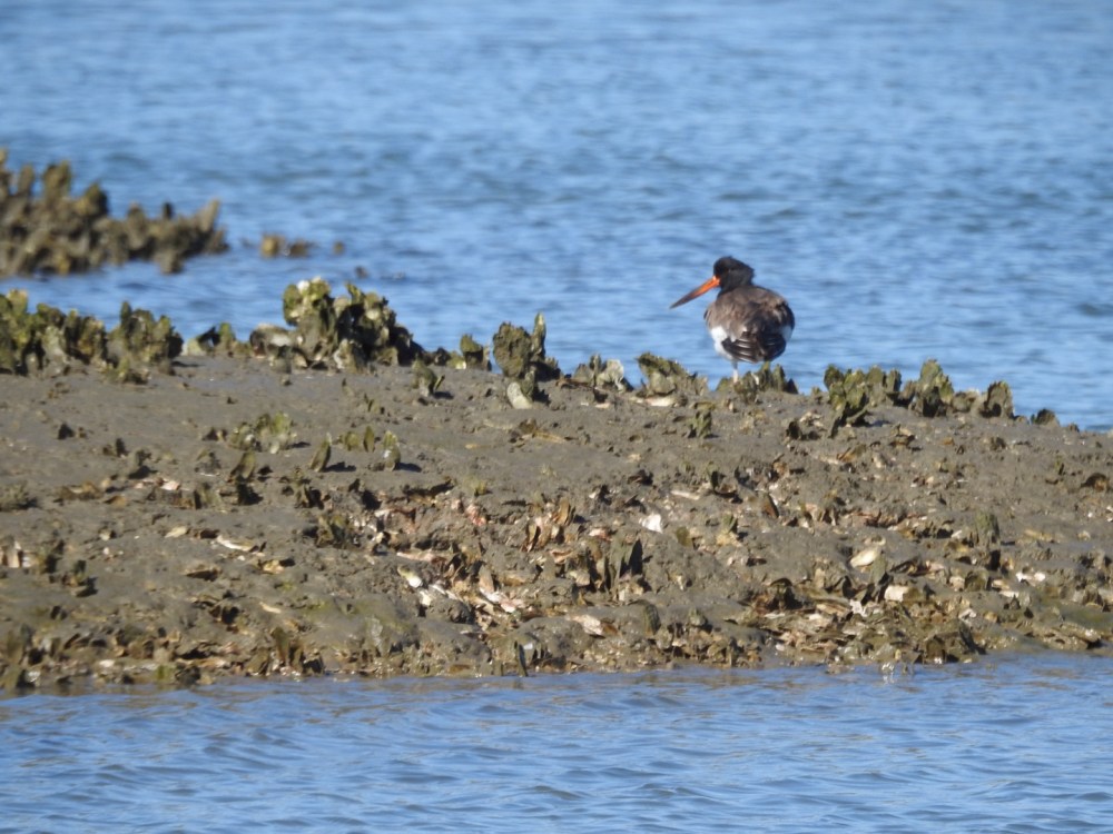 Bird with orange beak on rocky shore by blue water.
