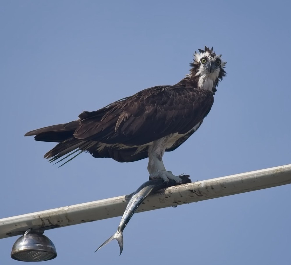 Osprey perched on a metal bar holding a fish with its talons against a clear blue sky.