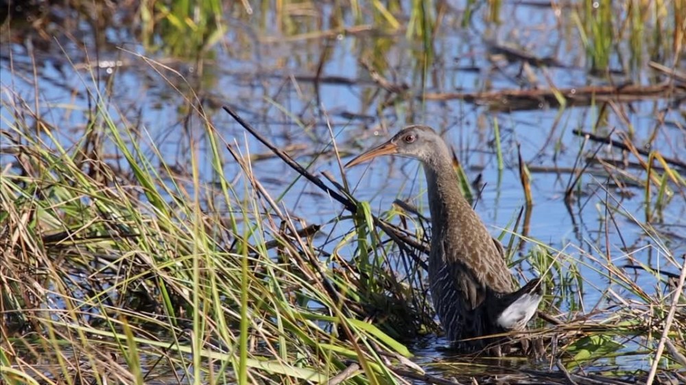 Bird standing among reeds in a wetland with water in the background.