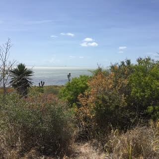 Coastal landscape with shrubs, trees, and sea under a clear blue sky.