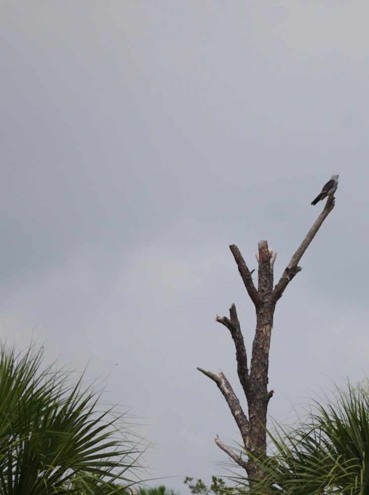 Bird on a bare tree branch against a cloudy sky.