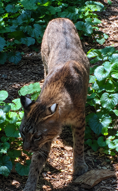 Bobcat walking on leaf-covered ground in dappled sunlight.