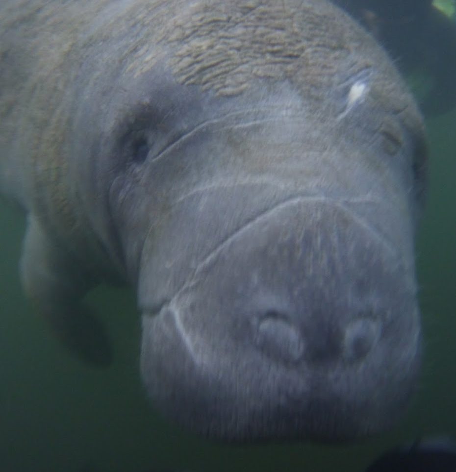 Close-up of a manatee underwater, facing the camera.