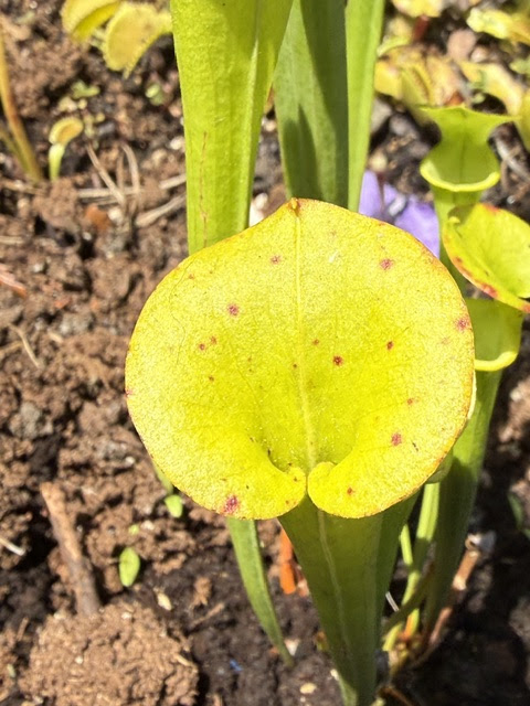 Close-up of a yellow pitcher plant leaf with brown spots in soil.
