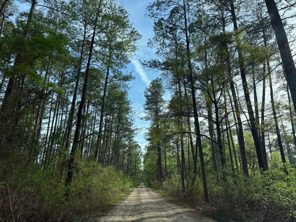 Dirt road through a dense forest of tall trees under a clear blue sky.