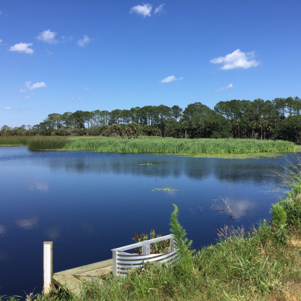 Peaceful lake with grassy shoreline and trees under a clear blue sky.