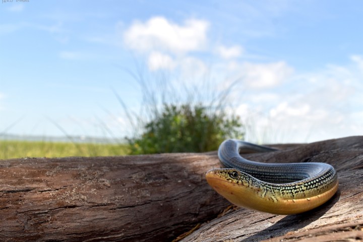 Skink on a log with grass and blue sky in the background.